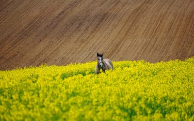 Chcąc hodować zdrowe rośliny, musimy umożliwić im odpowiednie warunki.